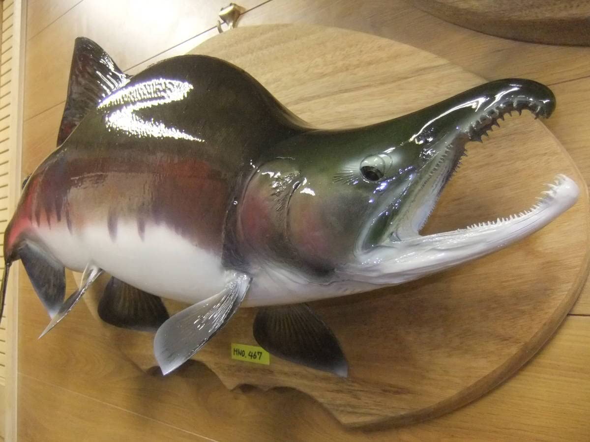 保証商品 送料込み カラフトマス70センチ位剥製